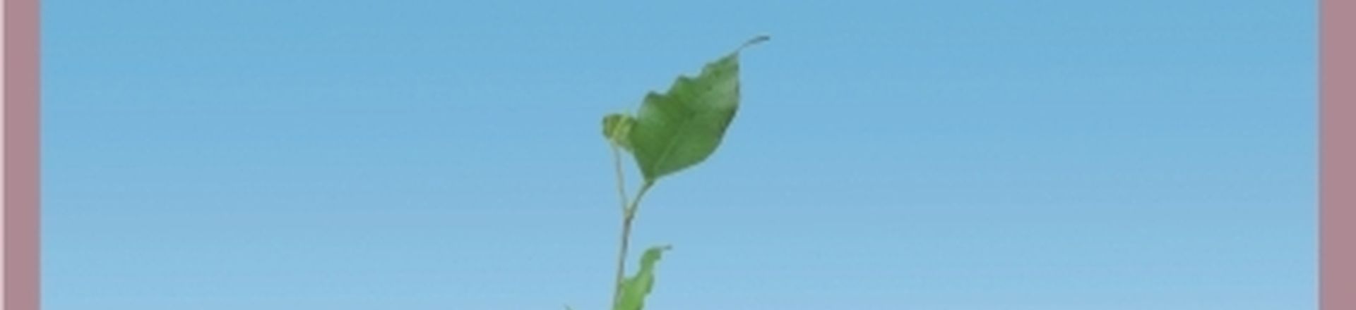 GOSPODARKA ODPADAMI
